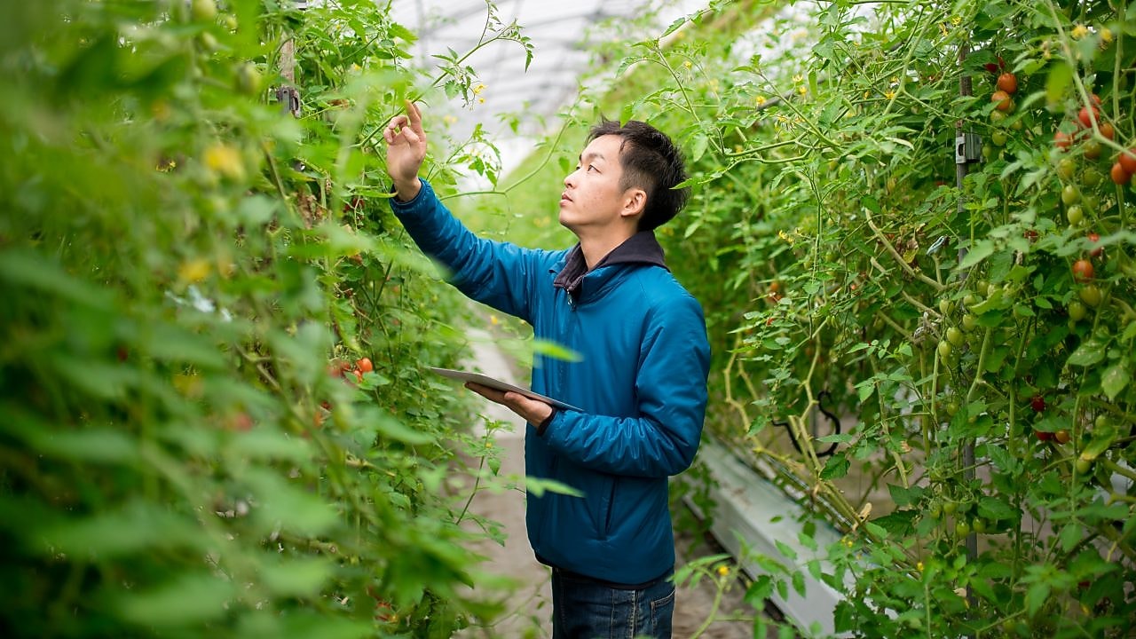 Kontrola zbiorów w szklarni