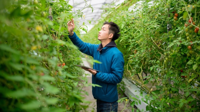 pracownik w szklarni