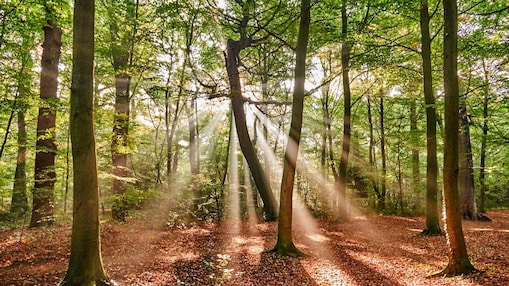 nature based solutions