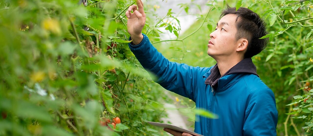 Kontrola zbiorów w szklarni