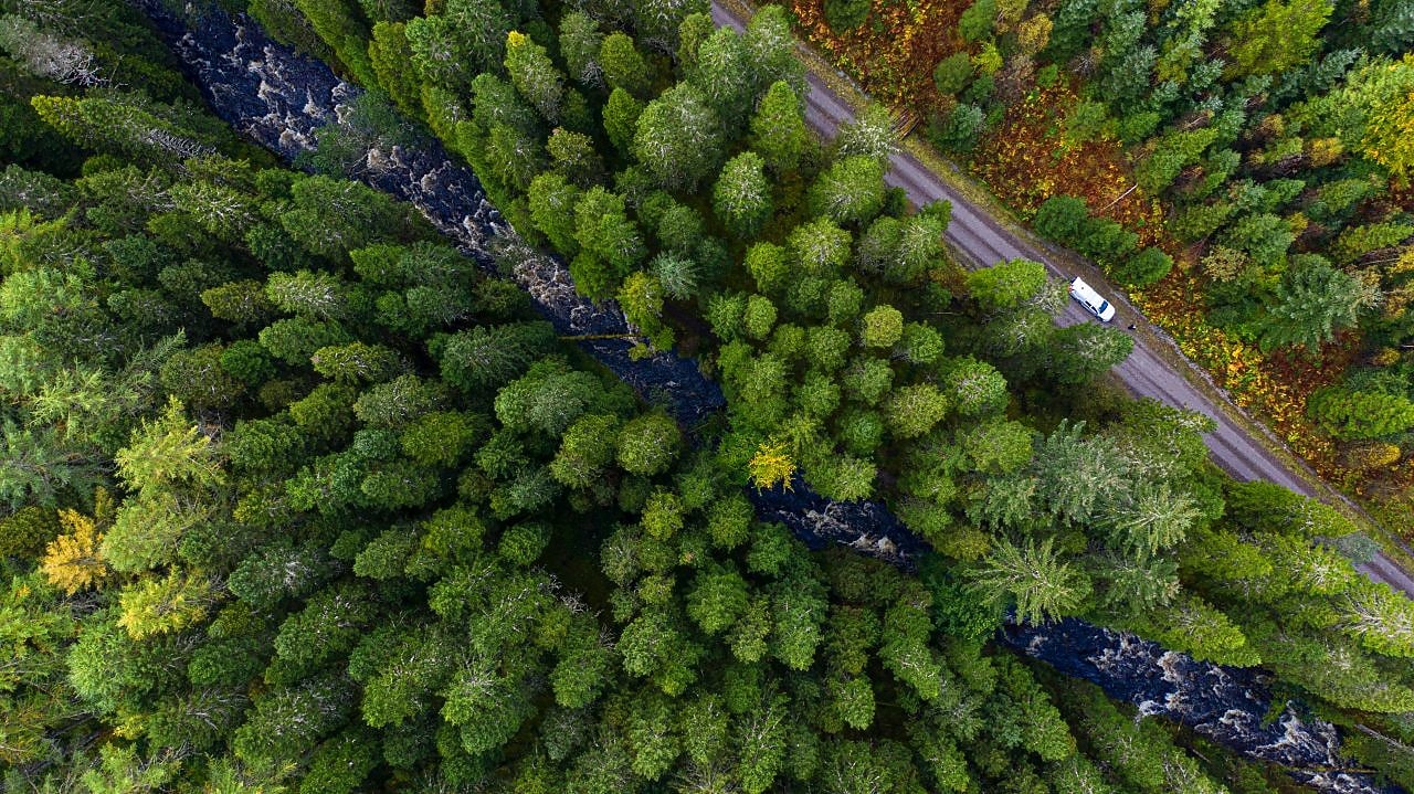 aerial view of forest