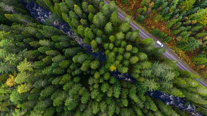 aerial view of forest